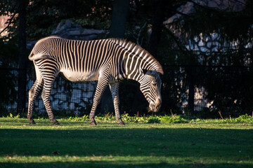 Zebra standing on a lush green field, focused on grazing. The scene captures the beauty of wildlife amid natural surroundings, showcasing the zebra's iconic black and white stripes.