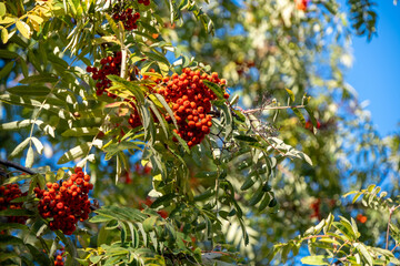 Clusters of vibrant red rowan berries hang from lush green branches against a clear blue sky. The image captures the natural beauty and abundance of rowan berries in a serene outdoor setting.