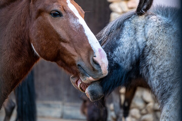 Two horses engage playfully by nipping each other's faces, showcasing a close social interaction. This moment highlights their bond and playful behavior against a natural backdrop.