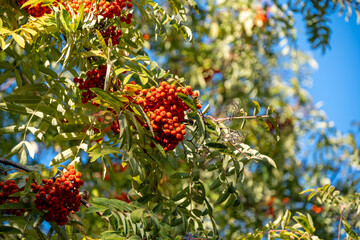 Clusters of vibrant red rowan berries hang from lush green branches against a clear blue sky. The image captures the natural beauty and abundance of rowan berries in a serene outdoor setting.
