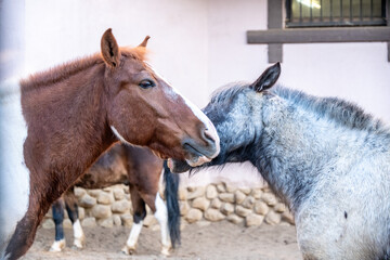 Two horses engage in affectionate behavior, nuzzling each other gently in a barnyard. The image captures their companionship and gentle interaction, showcasing their unique bond.