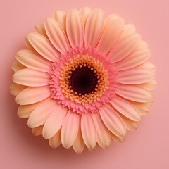 Pink Gerbera Flower Closeup: Vibrant Botanical Decoration