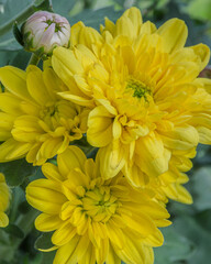 Yellow Flower