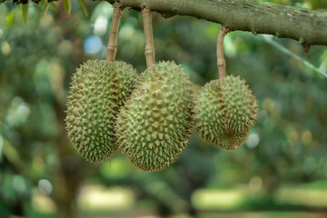 Durian hanging from the tree, a variety grown on volcanic soil in Sisaket, Thailand.