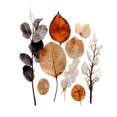 Fototapeta premium Dried leaves branches and flowers autumnal colors isolated on autumn leaves