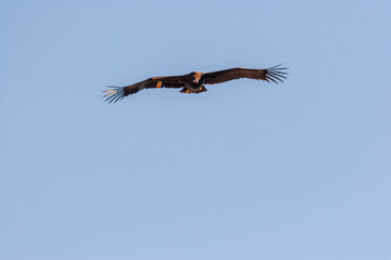 A Cinereous vulture, also known as the black vulture or monk vulture, flying in a clear sky.