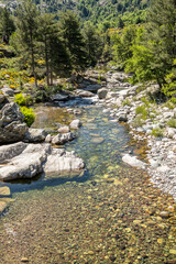 The crystal clear Golo river passing through a pine forest at Albertacce on the Mediterranean island of Corsica