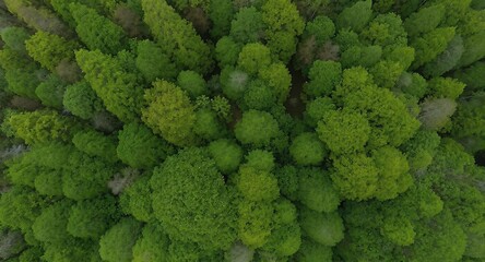 Naklejka premium Aerial View of Dense Green Forest Canopy