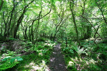 sparkling ferns in the gleaming sunlight