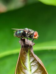 Flies, flying insects with red eyes and thin wings perched on green leaves, this type is often seen flying in kitchens and trash, with a blurred natural background.