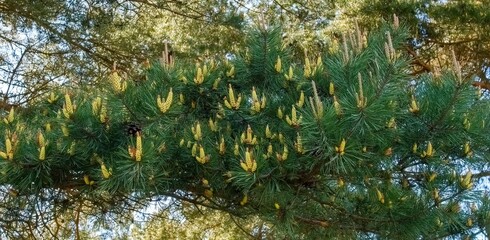 Pine dwarf European blooms. Zherep in spring. Closeup of pine tree branches with cones