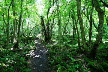 fascinating spring forest with old trees and path