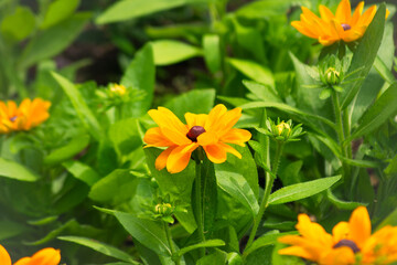 夏を彩るルドベキアの花 ― 鮮やかな黄色が映える初夏の風景 |  Rudbeckia in Bloom – Bright Yellow Flowers Lighting Up Early Summer