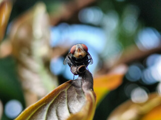 Flies, flying insects with red eyes and thin wings perched on green leaves, this type is often seen flying in kitchens and trash, with a blurred natural background.