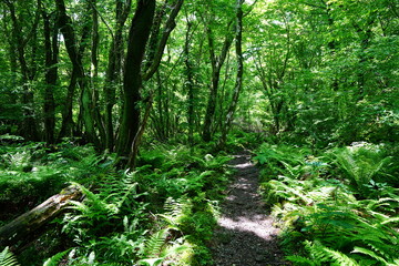 fascinating spring forest with old trees and path