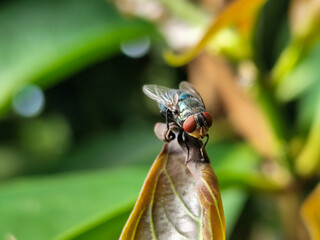 Flies, flying insects with red eyes and thin wings perched on green leaves, this type is often seen flying in kitchens and trash, with a blurred natural background.