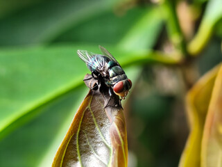 Flies, flying insects with red eyes and thin wings perched on green leaves, this type is often seen flying in kitchens and trash, with a blurred natural background.