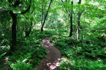 fine path through dense ferns
