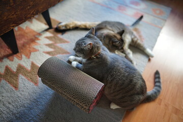 爪つぎで寛ぐ二匹の猫