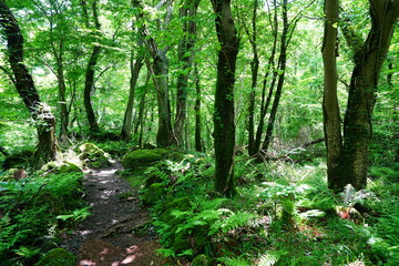 sparkling ferns in the gleaming sunlight