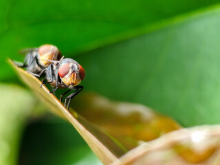 Flies, flying insects with red eyes and thin wings perched on green leaves, this type is often seen...
