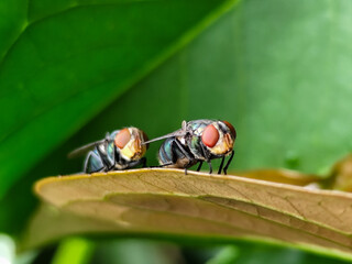 Flies, flying insects with red eyes and thin wings perched on green leaves, this type is often seen...