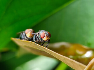 Flies, flying insects with red eyes and thin wings perched on green leaves, this type is often seen...