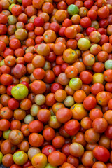 Many fresh organic tomatoes from harvest up for sale in Indian market.