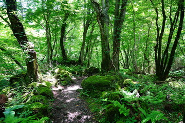 Obraz premium old trees and mossy rocks in spring forest 