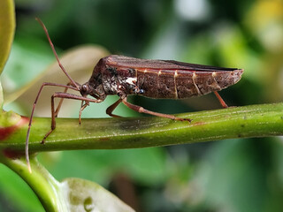 Walang Sangit (Leptcorisa Oratorius). Walang Sangit is a plant pest insect. Rice plants attacked by...