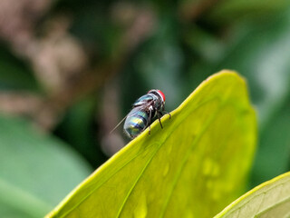 Flies, flying insects with red eyes and thin wings perched on green leaves, this type is often seen...