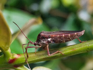 Walang Sangit (Leptcorisa Oratorius). Walang Sangit is a plant pest insect. Rice plants attacked by...