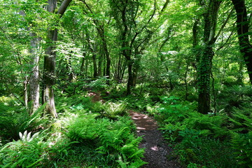 fine path through dense ferns

