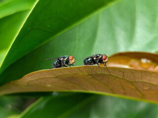 Flies, flying insects with red eyes and thin wings perched on green leaves, this type is often seen flying in kitchens and trash, with a blurred natural background.
