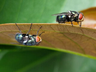 Flies, flying insects with red eyes and thin wings perched on green leaves, this type is often seen...