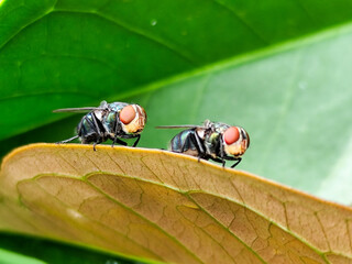 Flies, flying insects with red eyes and thin wings perched on green leaves, this type is often seen...