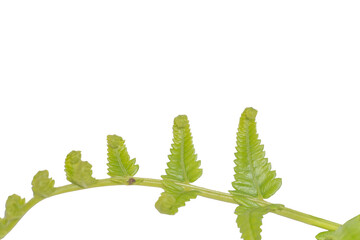 Delicate Fern Frond Unfurling on Transparent Background PNG Image Isolated