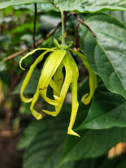 Ylang-ylang is the name of the Ylang-ylang flower, its fragrant yellow flower petals look fresh...
