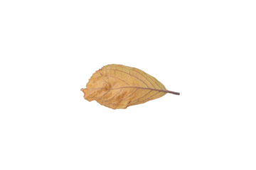 Dried Yellow Leaf Isolated on Transparent Background PNG Stock Photo