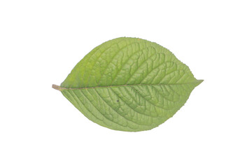Obraz premium Green Leaf with Visible Veins Isolated on Transparent Background PNG Image