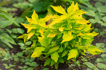 カラフルな葉が映えるコリウス・イエロービームの美しい色彩｜Colorful Leaves of Coleus 'Yellow Beam' with Vivid Hues