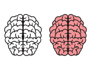 human brain isolated on white background