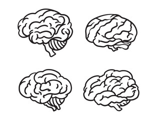 human brain isolated on white background