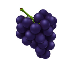 Fototapeta premium Fresh bunch of dark purple grapes isolated