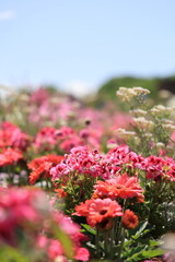 青空の下に咲く鮮やかな春の花々
春の日差しの中、岐阜ワールドローズガーデンで撮影された赤やピンクの花々が美しく咲き誇る風景。
