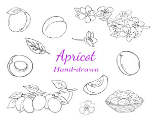 Hand-drawn apricot fruit, slices, leaves, blossoms, and dried apricots in black line style. Great for food or botanical designs.
