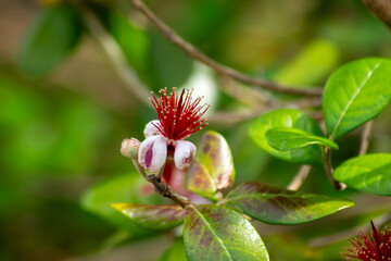 Obraz premium フェイジョア（パイナップルグアバ）の花 ― 南国のような華やかさと個性的な美しさ｜Feijoa (Pineapple Guava) Flower – Exotic Elegance with Unique Tropical Beauty
