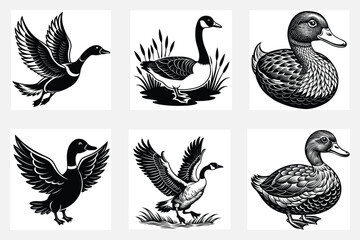 Collection of six black and white duck and goose images
