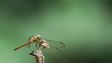 Close-up of a dragonfly perched on a dry twig with a soft green blurred background.