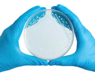Two gloved hands hold a petri dish showing white bacterial colonies growing on an agar surface.